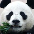 PandaIL