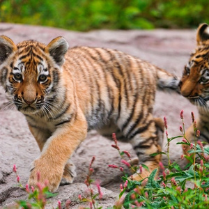 I want to get myself a tiger