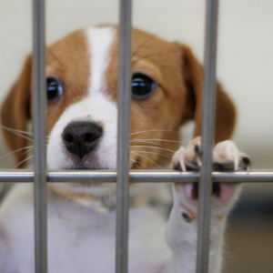 Animal Shelter