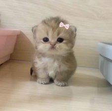 Mini_Meow