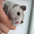 flutttw1
