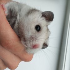 flutttw1