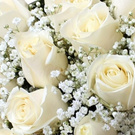 White Roses ♥