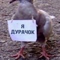 tvoybatya67