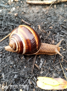 VOZDYX My Photos photo 10129203