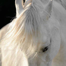 〜 The white horse 〜