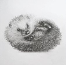 HedgehogSPB