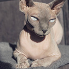Egyptian hairless cat