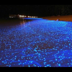 Ocean shore