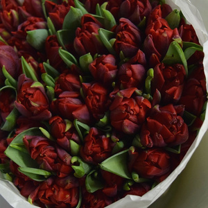 Tulips 1000 токенов