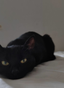 psychoKoz3erog My Photos photo 10819937