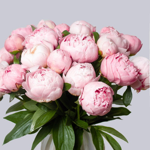 Peonies