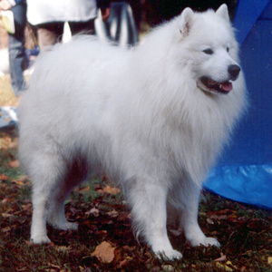 I want a dog