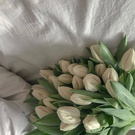 Белые тюльпаны)