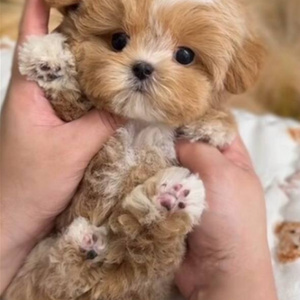 Maltipoo tickap micro from Korea