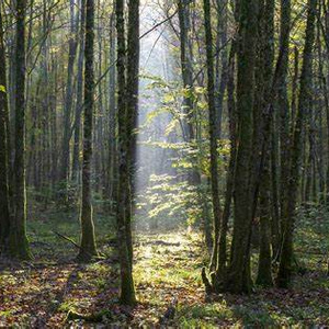 En Foret