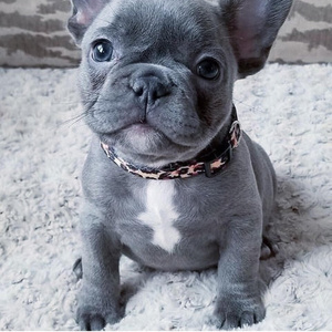 buy a french bulldog
