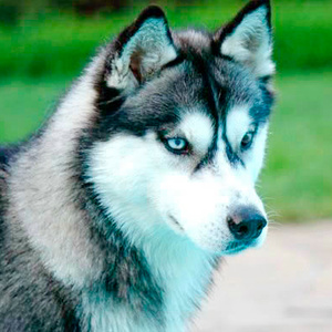Husky