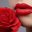 Red-Rose-777