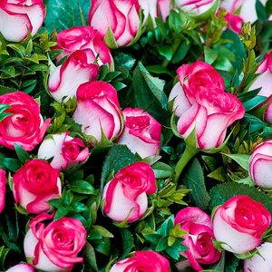 Roses