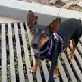 XPepito