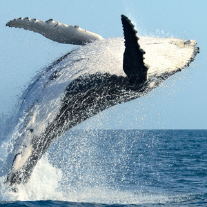 Visiting the Colombian Pacific to see Whales
