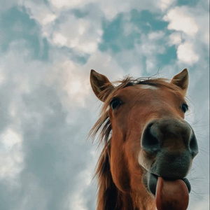My horse
