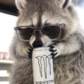 RaccooN4ik