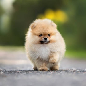 wanna buy a cute pomeranian puppy :))))