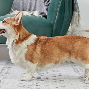 I dream of a corgi