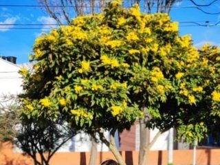 samantha-pink Avatar