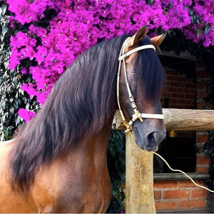 Have a horse ♥
