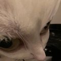 extrayzee