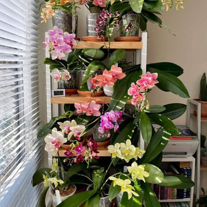 real and living flowers