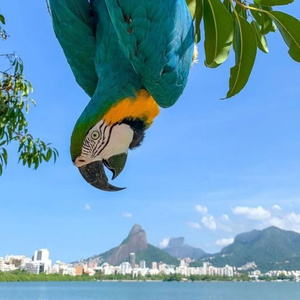 Travel To Brasil