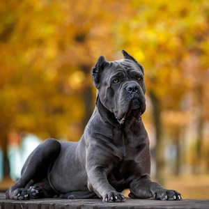 Cane corso dog