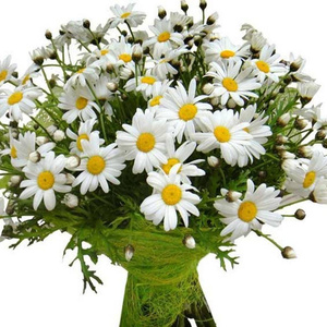 I wish you a bouquet of daisies