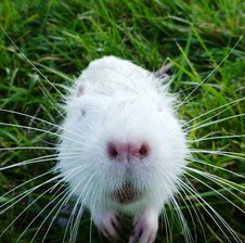 white-bobr