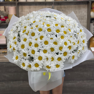 1001 daisies