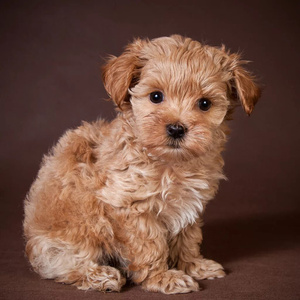 Sweetness
