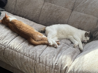 my cats