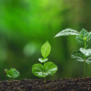 Start my studies in botany