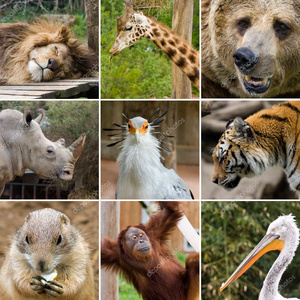 Foundation for rescued animals ???????????