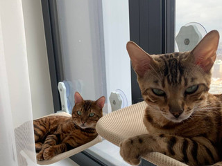 my cats