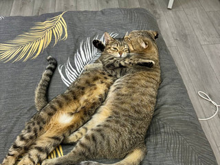 Котёнки Соня и Боня