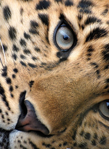 brn111222 кпк photo 14797128