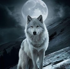 Wolf79