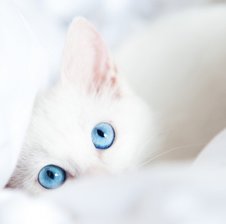 SweettyKitty