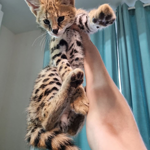 serval kitten