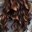 Emily-Lewiss